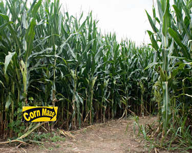 Kids Ocala: Corn Mazes and Farm Fun - Fun 4 Ocala Kids