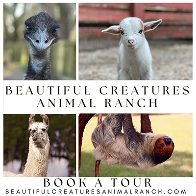 Book a Tour at Beautiful Creatures Animal Ranch