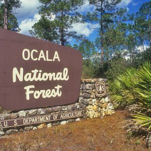 Ocala Wilderness Learning