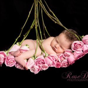 Rose Day Photography Moonlight Mini Sessions
