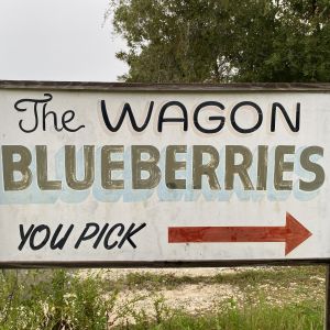 Wagon Blueberry And Chestnut Farm, The