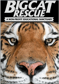 Tampa - Big Cat Rescue Sanctuary