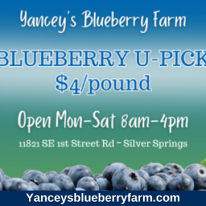 Yancey Blueberry