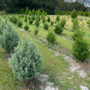 Gibbs Christmas Tree Farm