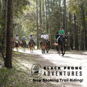 Black Prong Adventures Horseback Trail Riding