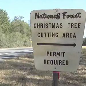 Ocala National Forest Christmas Tree Permit