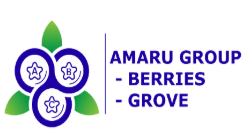 Amaru Grove Blueberries