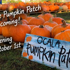 Ocala Pumpkin Patch