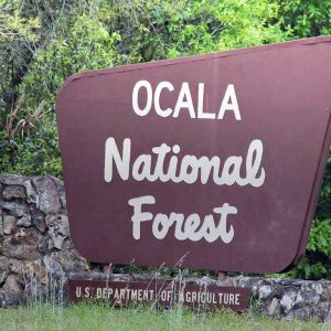 Ocala National Forest
